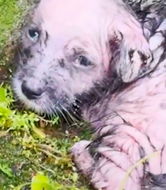 T1612007 kind girl saw poor dog decided to take it home to take care…