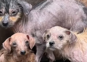 T1612008 Rescue homeless dogs#rescue #animals #rescueanimals #puppy #dog