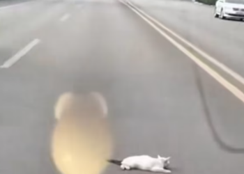 T1612009 good luck cat#rescue #rescueanimals #rescuecat #cat #catsoftiktok