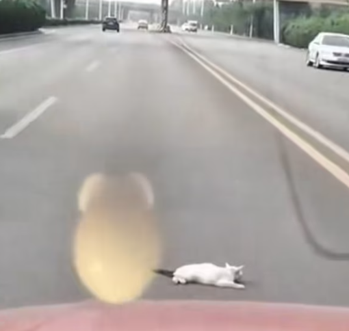 T1612009 good luck cat#rescue #rescueanimals #rescuecat #cat #catsoftiktok