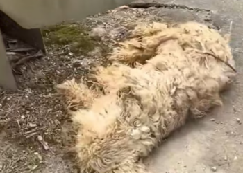 T1612010 lt was lucky he met such nice guy#rescue #rescuecat #rescueanimal