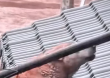 T1612011 rescue dog stuck in water#rescue #rescueanimals #rescuedog #puppy #dog