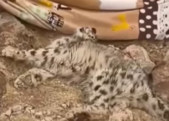 T1612012 rescue report#rescueanimals #rescue #animals #animalsoftiktok #newspaper