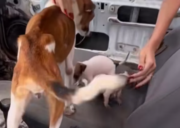 T1612013 Rescue dog stuck in car#rescueanimals #rescue #animals #animalsoftiktok