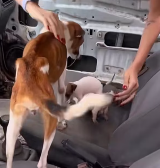 T1612013 Rescue dog stuck in car#rescueanimals #rescue #animals #animalsoftiktok