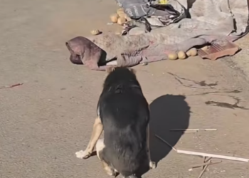 T0912007 #dog #trending #fyp #pet