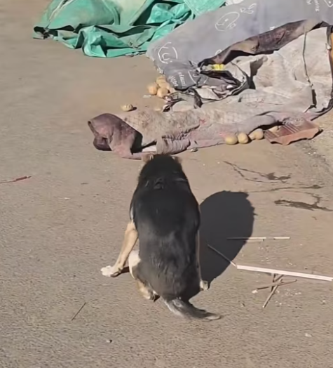 T0912007 #dog #trending #fyp #pet