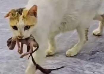 T1612014 Luckily, she met kind boss who took her her child in #rescue