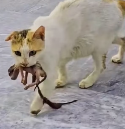 T1612014 Luckily, she met kind boss who took her her child in #rescue