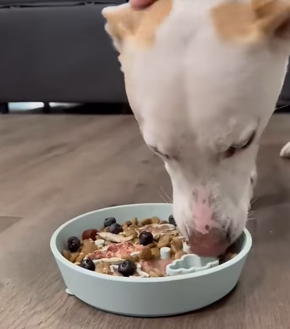 T1612016 guy found dog tied up helped it find home.#rescue #animal