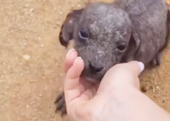 T1612018 Kind girl takes care of stray dog skin disease