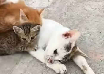 T1612019 rescue kitten family#rescueanimals #animals #animalsoftiktok #catsoft