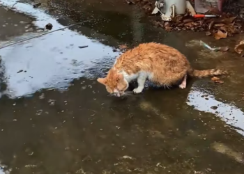 T1612020 found an abandoned cat drinking rainwater