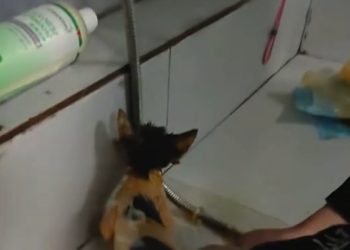 T1612021 found stray cat in garbage bin! It was covered all over