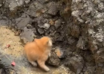 T1612022 found kitten abandoned in muddy puddle by road!