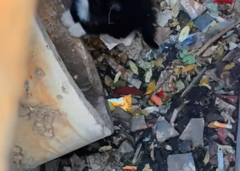 T1612023 found kitten trapped in sewer. She kept crying help.