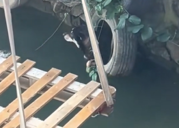 T0912008 Rescue poor dog #dog #trending #fyp #pet