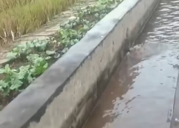 T1612024 saw drowning cat screaming help desperately.