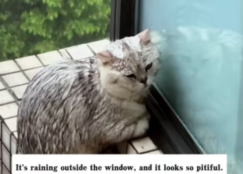 T1612025 found cat outside window on 29th floor.