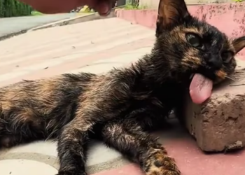 T1612026 saw mother cat lying completely still, as if it had no life