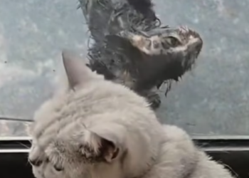 T1612027 saw very dirty stray cat outside window.It been wandering