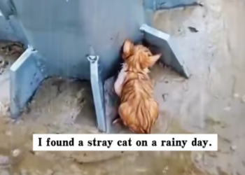 T1612028 found stray cat on rainy day.It was about to be submerged