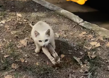 T1612029 found an injured stray cat.It so pitiful. ve decided to take it