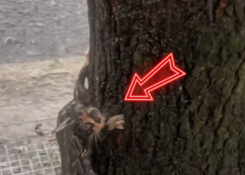 T1612030 stray cat is on verge of losing its life in heavy rain.