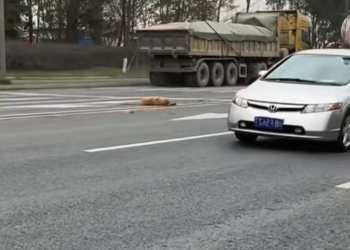 T1612031 An injured dog was found on road.I saved it right away