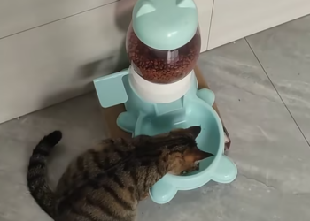 T1612032 heard sound sewer found it was little cat