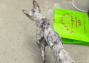 T1612033 found very thin stray cat.It is looking food everywhere.