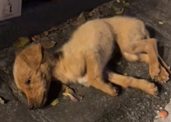 T0912009 Poor dog #dog #trending #fyp #pet