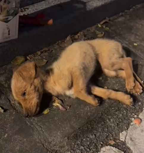 T0912009 Poor dog #dog #trending #fyp #pet