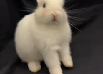 T1612034 found creature in flower bed after rain.