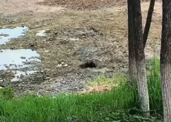 T1612036 distance, saw black object in river.