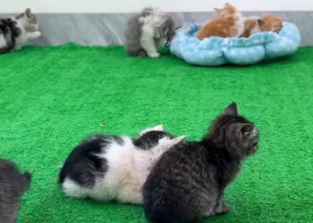 T1612037 Rescue kitten #rescue #animals #animalsoftiktok #rescuecat #cat