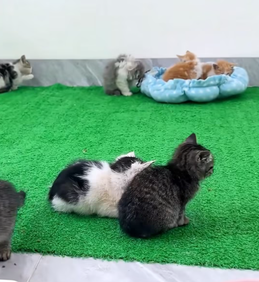 T1612037 Rescue kitten #rescue #animals #animalsoftiktok #rescuecat #cat