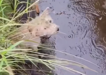 T1612038 Rescue puppy #rescue #animals #animalsoftiktok #rescuedog #puppy #fyp