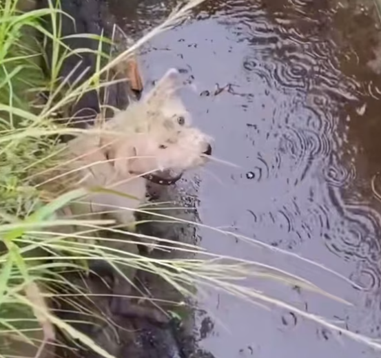 T1612038 Rescue puppy #rescue #animals #animalsoftiktok #rescuedog #puppy #fyp