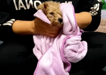 T1612040 Rescue puppy on road #rescue #rescueanimals #animals #animalsof