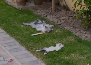 T1912001 Rescue family cat #animalsoftiktok #rescueanimals #rescue #fyp #cat