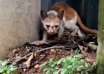 T1912002 Rescue cat #animalsoftiktok #rescueanimals #rescue #fyp #catsoftik