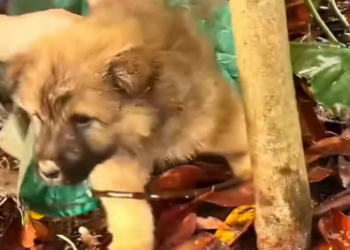 T1912003 Rescue baby dog #animalsoftiktok #rescueanimals #rescue #fyp #animals