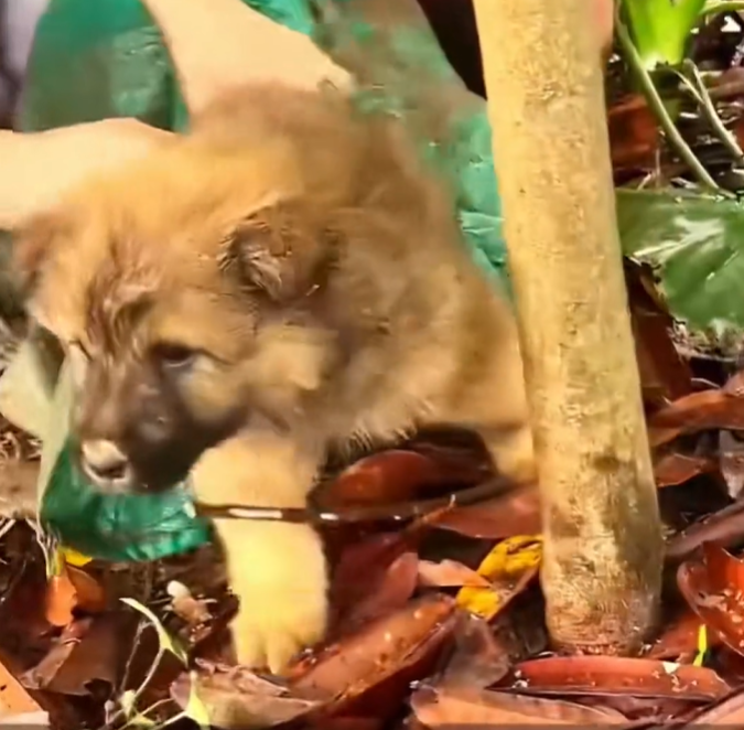 T1912003 Rescue baby dog #animalsoftiktok #rescueanimals #rescue #fyp #animals