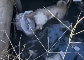 T0912010 Rescue poor dog #dog #trending #fyp #pet