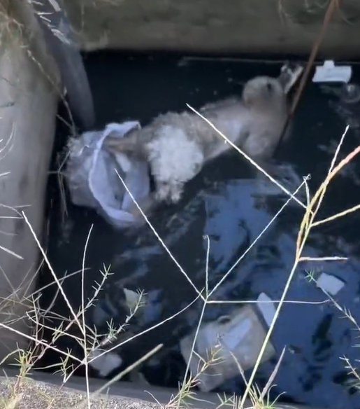 T0912010 Rescue poor dog #dog #trending #fyp #pet