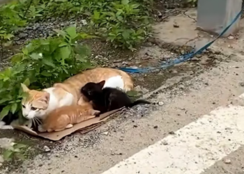 T1912004 Rescue family cat abandoned on road #animalsoftiktok #rescueanimal