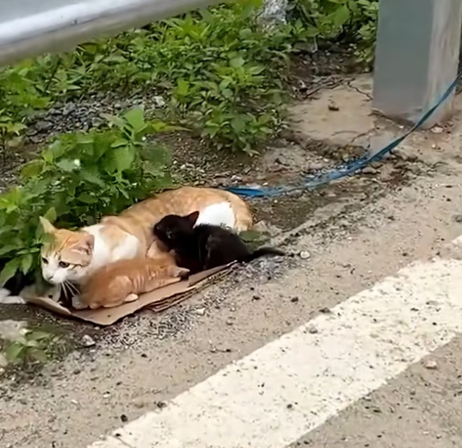 T1912004 Rescue family cat abandoned on road #animalsoftiktok #rescueanimal