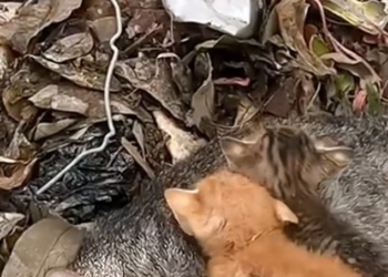 T1912005 Rescue family cat on road #animalsoftiktok #rescue #rescueanimals