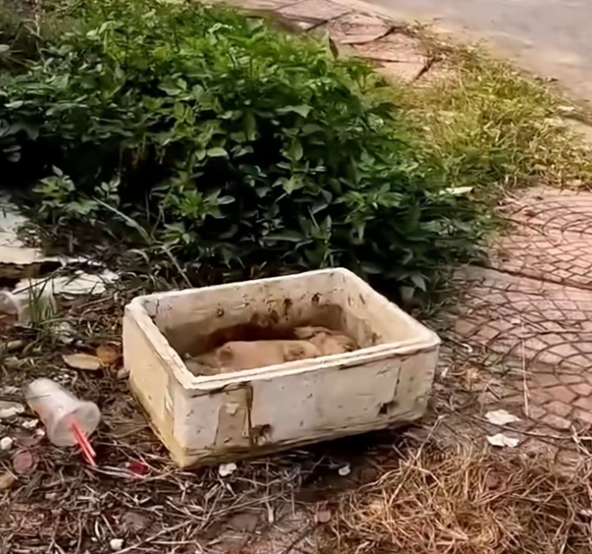 T1912006 Rescue baby dog on road #rescue #animalsoftiktok #rescueanimals